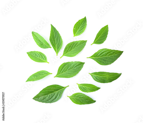 Tree leaves isolated on white background