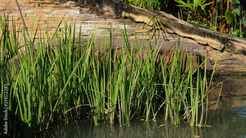 Green aquatic plants near man-made pond