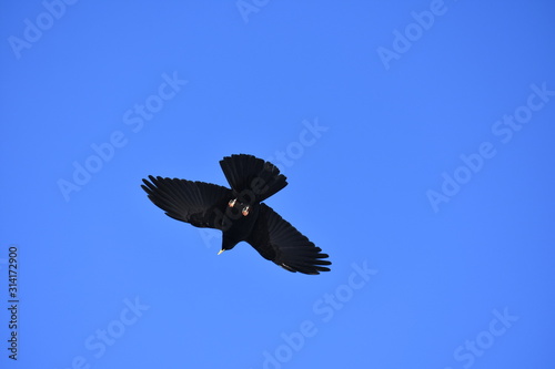 Yellow billed chough in flight © CT Photography
