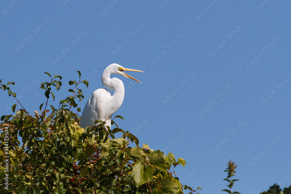 Great Egret perched in a treetop with its beak open against a clear blue sky. Great Egret perched in a treetop with its beak open against a clear blue sky.
