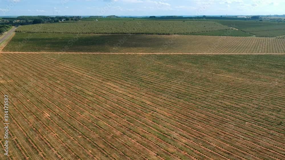 Aerial view of coffee seedlings being irrigated in the drip system Aerial view of coffee seedlings being irrigated in the drip system