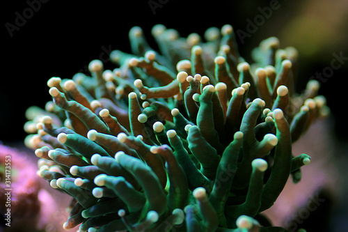 Green Euphyllia Torch Aussie LPS coral