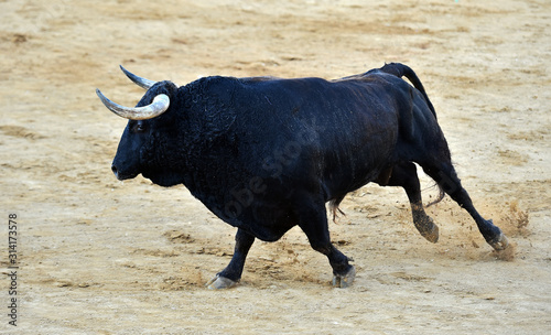 toro poderoso español con grandes cuernos