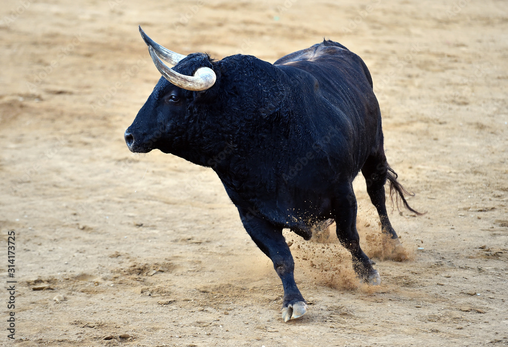 black bull black bull