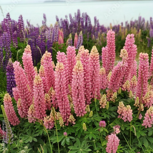 pink and purple lupine in lake tekapo