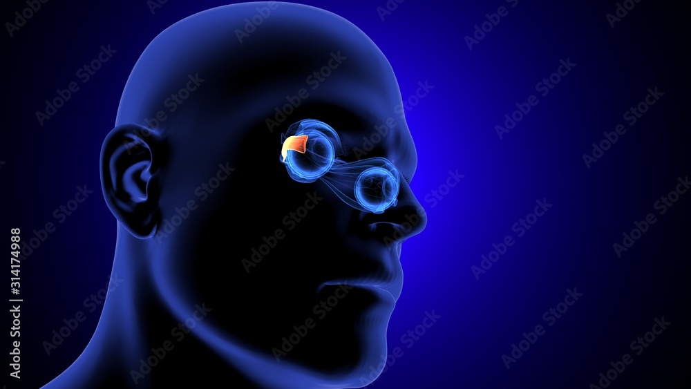 Obraz premium 3d render of human eye inter section anatomy