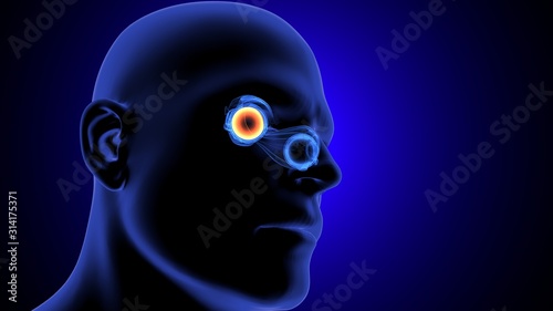 3d render of human eye anatomy system