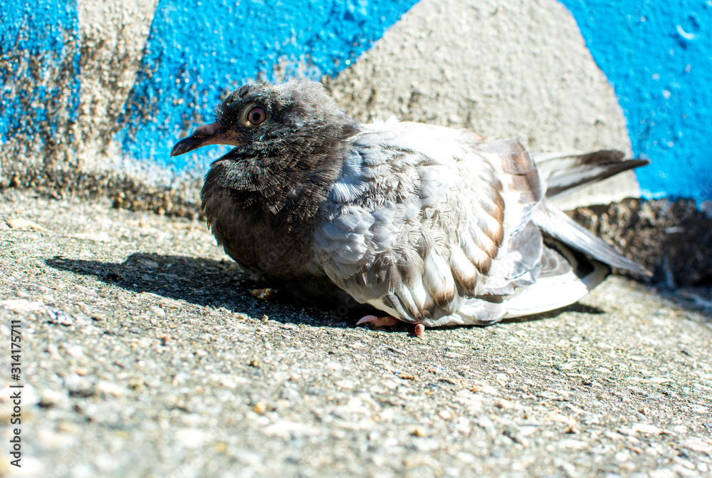 Obraz premium Residential building