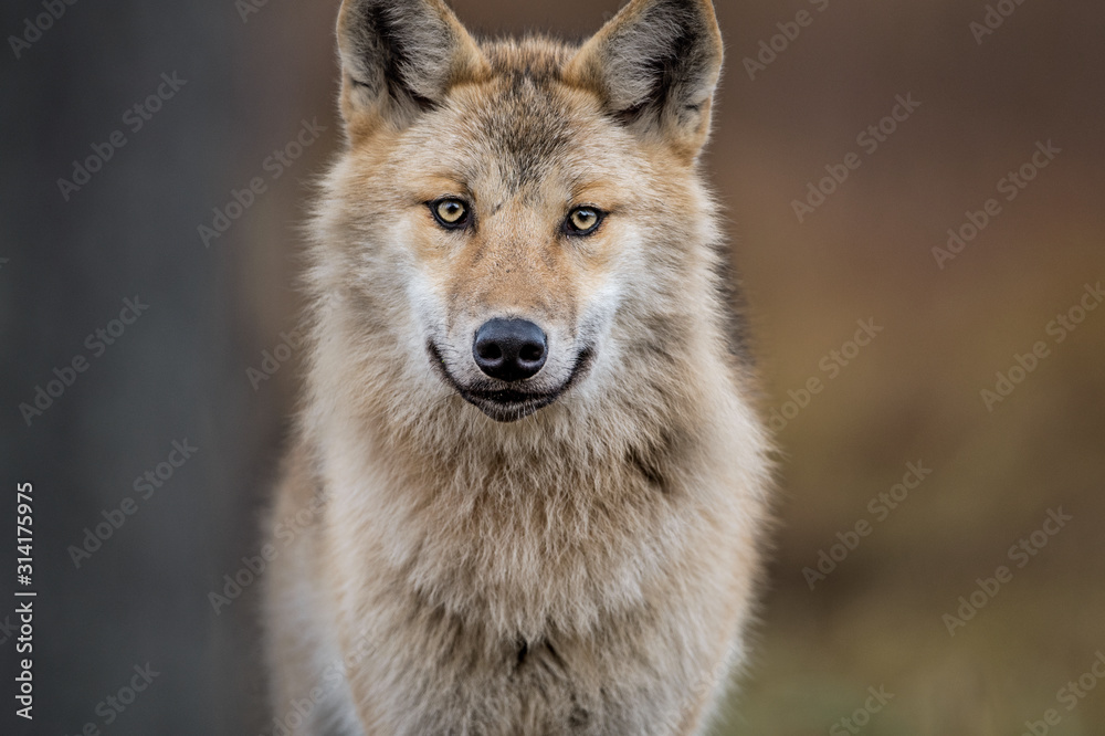 Сlose-up portrait of a wolf. Eurasian wolf, also known as the gray or grey wolf also known as Timber wolf.  Scientific name: Canis lupus lupus. Natural habitat.