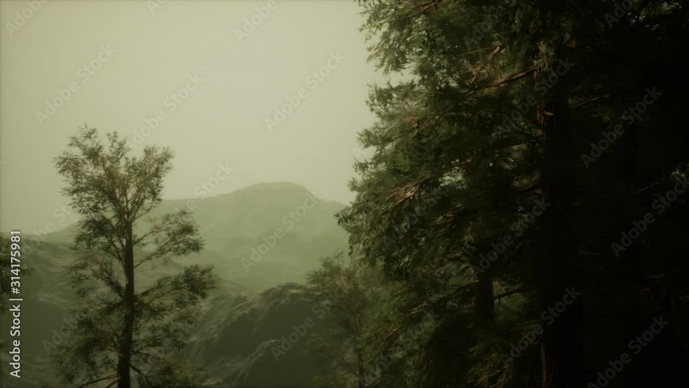 Fog and pine trees on rugged mountainside and coming storm Fog and pine trees on rugged mountainside and coming storm