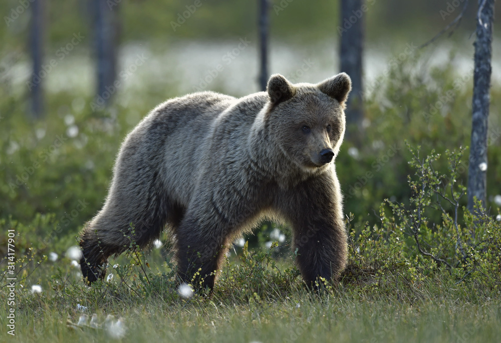 Fototapeta premium Brown bear on the meadow in the summer forest. Sunset, evening twilight. Scientific name: Ursus Arctos Arctos.