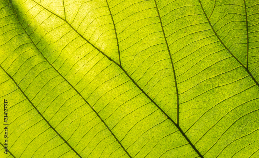 green leaves for background