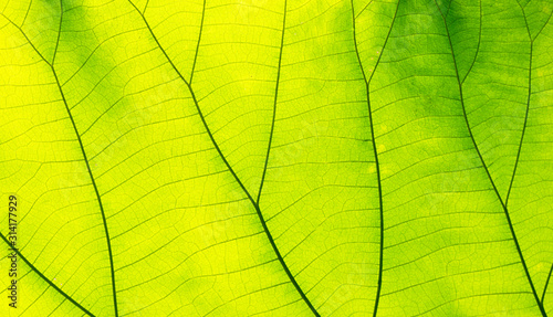 green leaves for background
