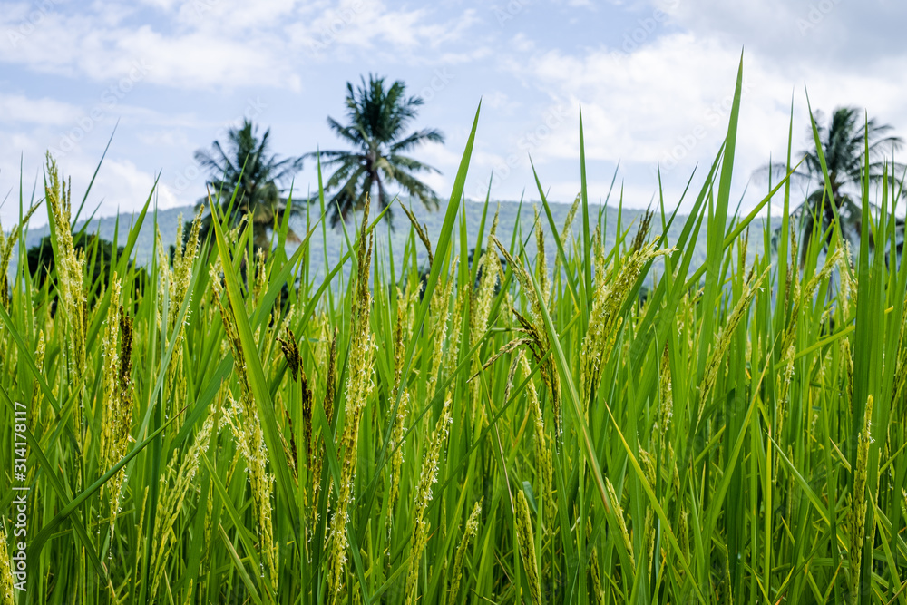 Fototapeta premium Rice field and sky background with sun rays and the mountain background.
