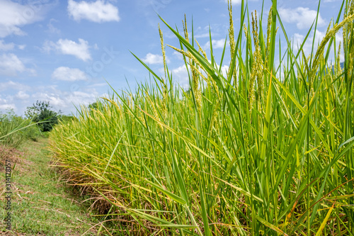 Rice field and sky background with sun rays and the mountain background.