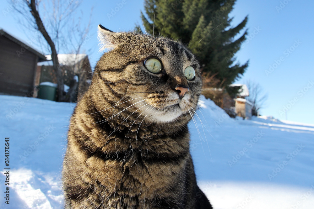 Lustiger Blick einer kleinen dicken Katze im Winter Lustiger Blick einer kleinen dicken Katze im Winter