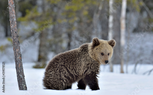 Bear cub in winter forest. Natural habitat. Brown bear, Scientific name: Ursus Arctos Arctos.