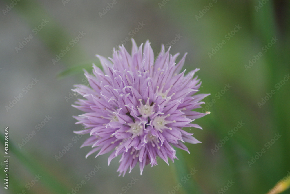 Chives Stock Photo Adobe Stock
