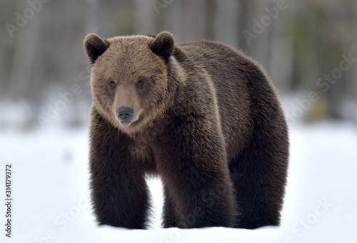 Bear in the snow, opening its mouth. Front view. Brown bear in winter forest. Scientific name: Ursus Arctos. Natural Habitat.