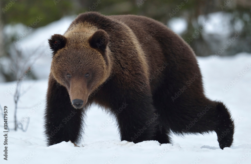 Fototapeta premium Brown bear in the snow in winter forest. Scientific name: Ursus Arctos. Natural Habitat.