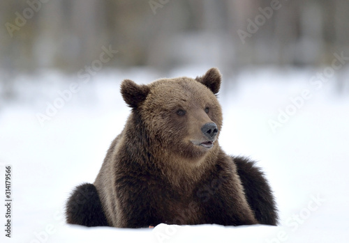 Wallpaper Mural Bear sits in the snow, winter forest.   Brown bear in winter forest. Scientific name: Ursus Arctos. Natural Habitat. Torontodigital.ca