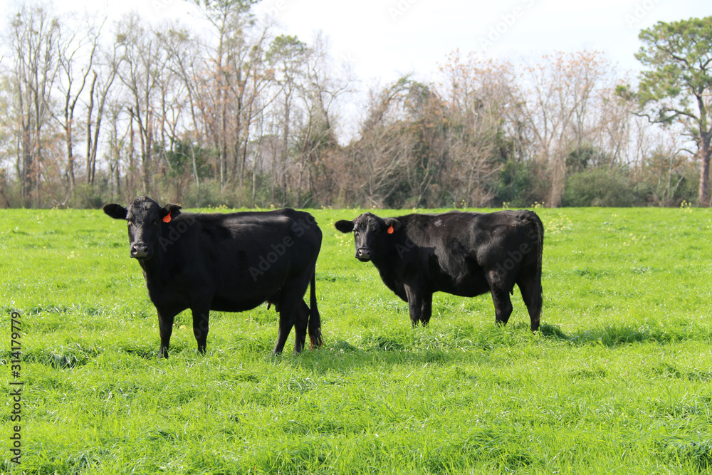 black cows cow herd green field farm land black cows cow herd green field farm land