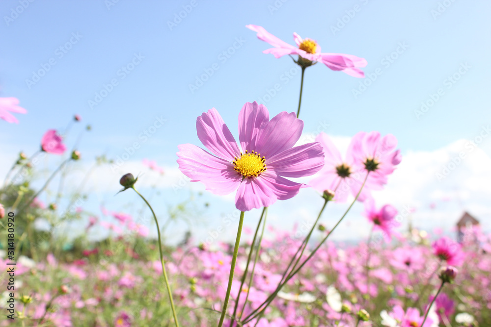 Macro shot of a beautiful pink cosmos flowers and blue sky. pink cosmos flowers on a green background. In the tropical garden. Real nature flowers. Cosmos field in full bloom with blue sky.