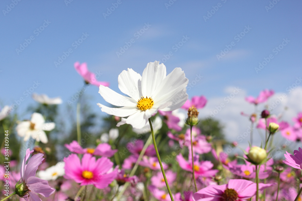 Macro shot of a beautiful pink cosmos flowers and blue sky. pink cosmos flowers on a green background. In the tropical garden. Real nature flowers. Cosmos field in full bloom with blue sky. Macro shot of a beautiful pink cosmos flowers and blue sky. pink cosmos flowers on a green background. In the tropical garden. Real nature flowers. Cosmos field in full bloom with blue sky.