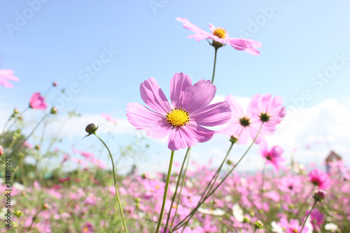 Fototapeta Naklejka Na Ścianę i Meble -  Macro shot of a beautiful pink cosmos flowers and blue sky. pink cosmos flowers on a green background. In the tropical garden. Real nature flowers. Cosmos field in full bloom with blue sky.