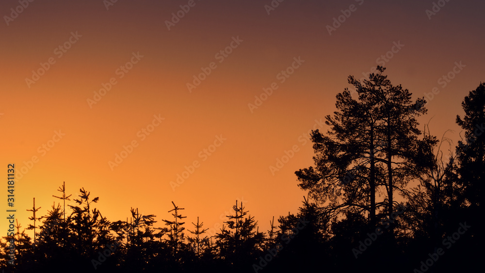 Sunset with pine trees. Silhouettes of pines on  sunset red sky background.