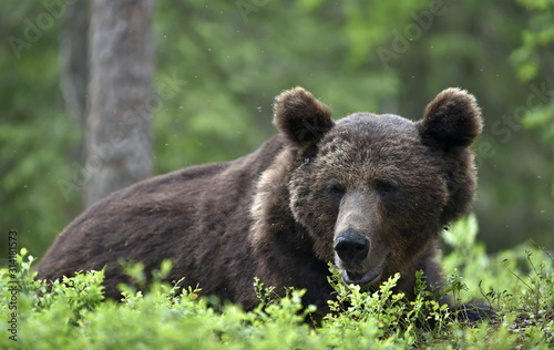 Adult Brown bear in the pine forest. Big brown bear male. Close up portrait. Scientific name: Ursus arctos. Natural habitat.