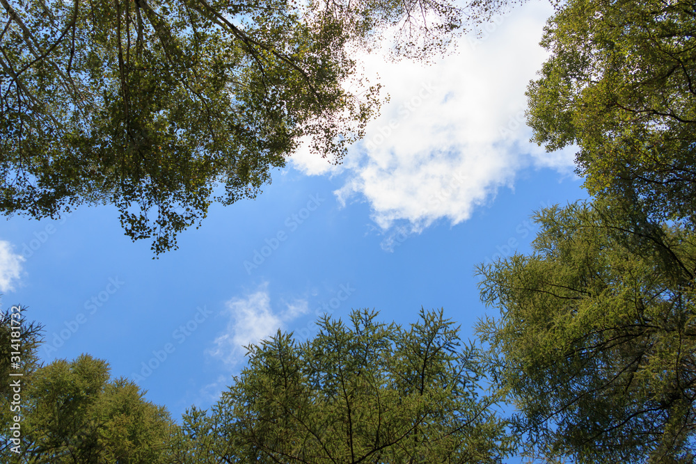 森の中からの青い空 森の中からの青い空