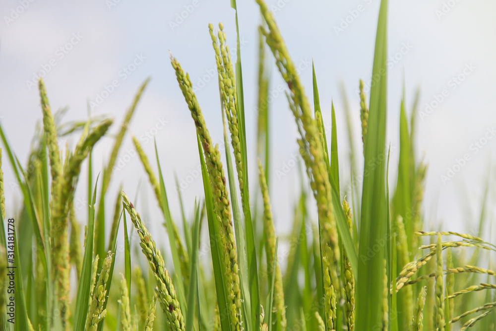 Rice fields are blooming in Thailand. Rice fields are blooming in Thailand.