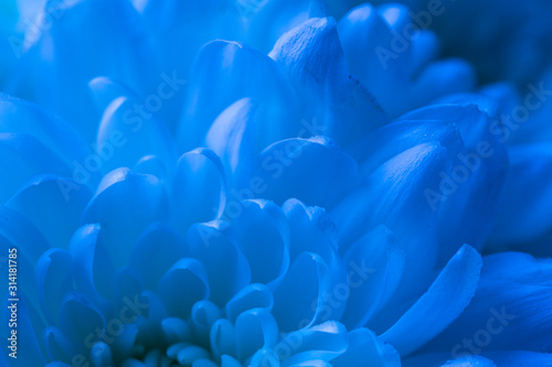 Macro Flower Petals in Blue Tones