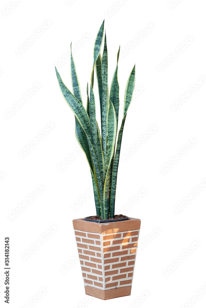 Bowstring Hemp, Devil Tongue, Mother-in-law’s Tongue or Snake Plant in pot isolated on white background included clipping path. Bowstring Hemp, Devil Tongue, Mother-in-law’s Tongue or Snake Plant in pot isolated on white background included clipping path.