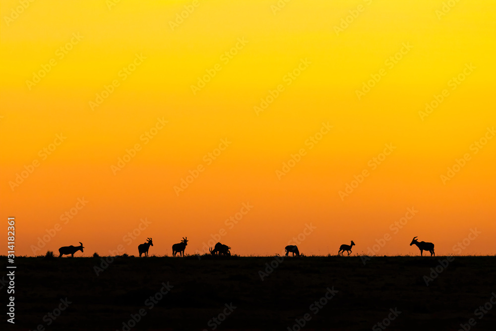 Silhouette of a herd of Topi standing on the ridge line at sunrise.  Image taken in the Masai Mara, Kenya.