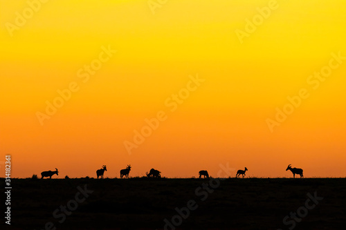 Silhouette of a herd of Topi standing on the ridge line at sunrise.  Image taken in the Masai Mara  Kenya.