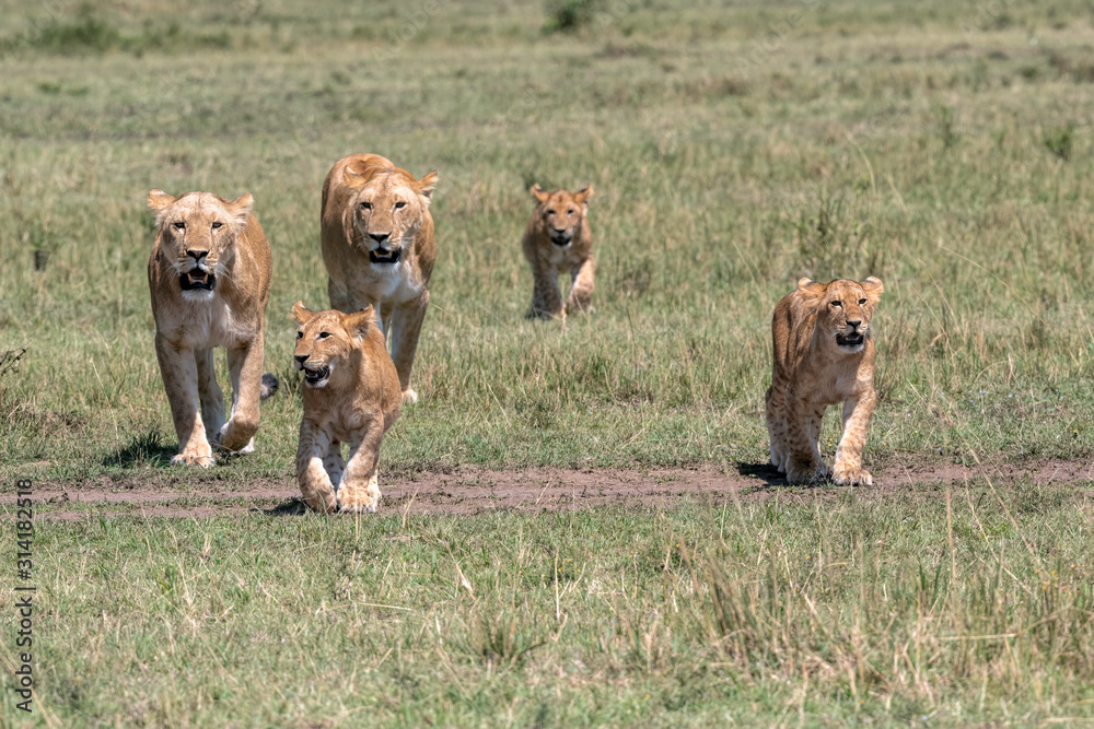 Female lions (lioness) walking with their cubs. Image taken in the Masai Mara, Kenya. Female lions (lioness) walking with their cubs. Image taken in the Masai Mara, Kenya.