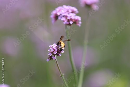 Fototapeta Naklejka Na Ścianę i Meble -  butterfly on flower