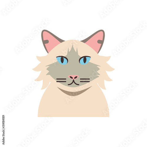 Cute white and grey cat cartoon vector design