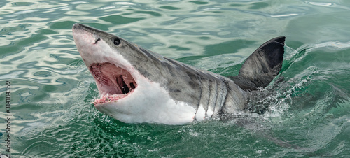 Great white shark with open mouth. Attacking Great White Shark  in the water of the ocean. Great White Shark  scientific name  Carcharodon carcharias. South Africa.