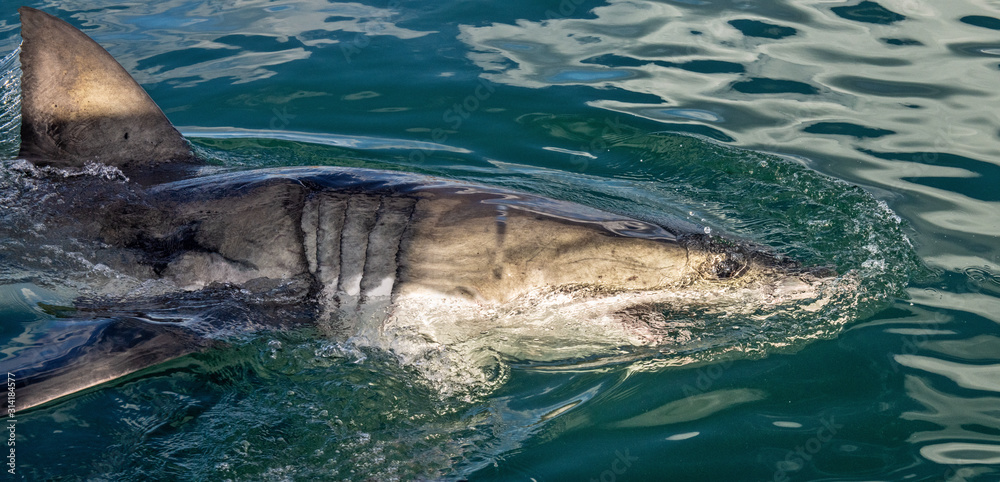 Naklejka premium Great white shark with open mouth. Attacking Great White Shark in the water of the ocean. Great White Shark, scientific name: Carcharodon carcharias. South Africa.