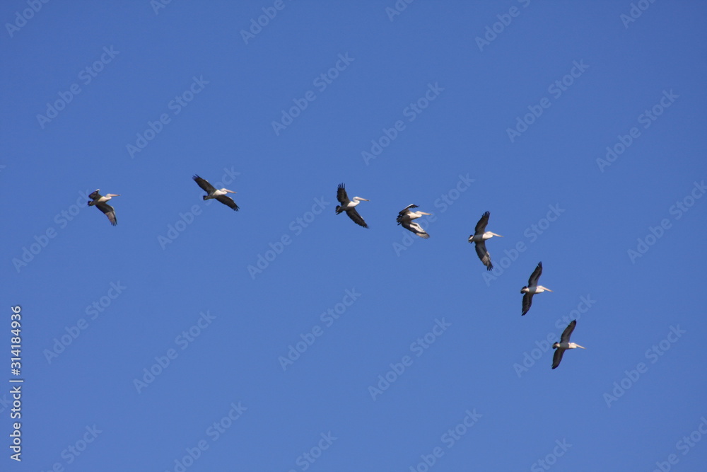 Australian Pelicans Flying in Formation