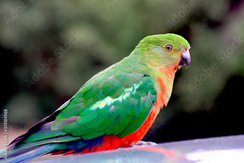 Female King Parrot