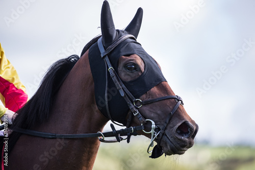Close up portrait of a race horse on the track