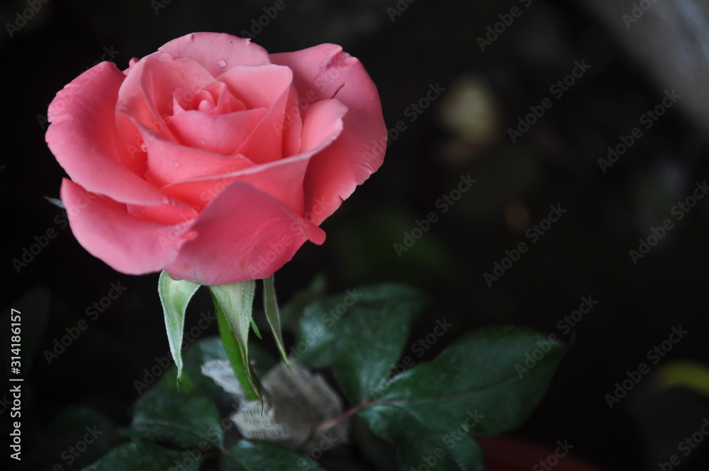 pink rose and green leaf pink rose and green leaf