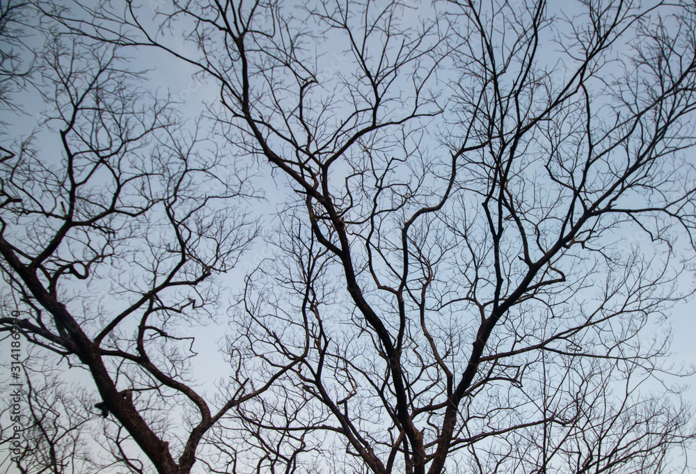 tree aged silhouette and sky background tree aged silhouette and sky background