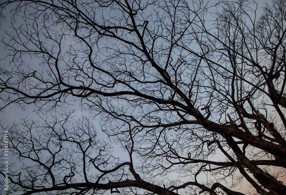 tree aged silhouette and sky background tree aged silhouette and sky background