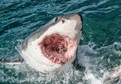 Great white shark with open mouth. Attacking Great White Shark  in the water of the ocean. Great White Shark, scientific name: Carcharodon carcharias. South Africa.