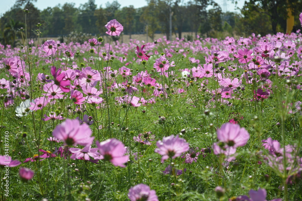 Pink flowers are bright and sunlight shining in nature.